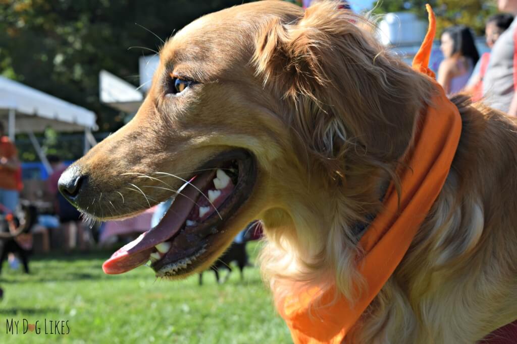 Charlie sporting his new Barktoberfest bandana