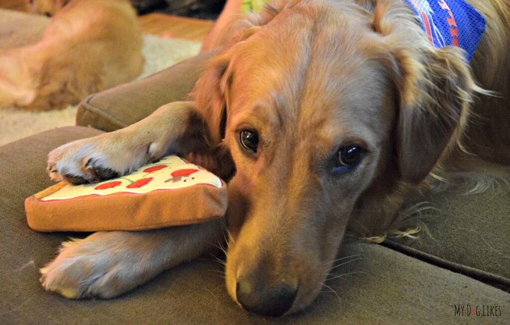 Charlie is a tired puppy after playing with his new PrideBites dog toy