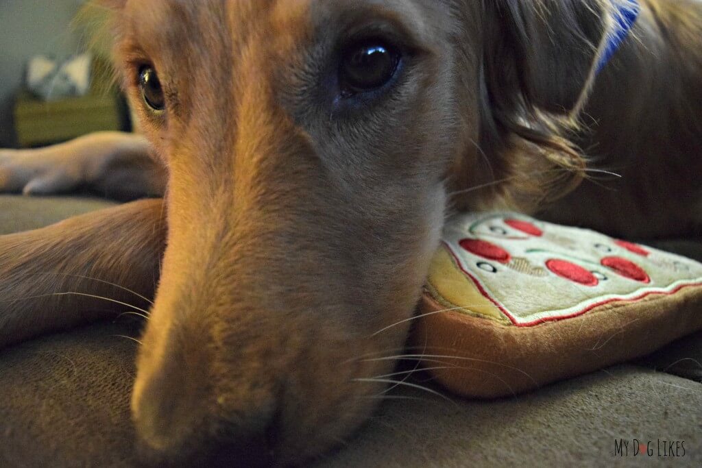 Charlie showing us his puppy dog eyes