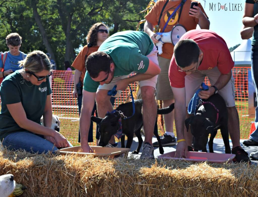 Watching the Hot Dog Eating Contest at Lollypop Farm's Barktober Fest