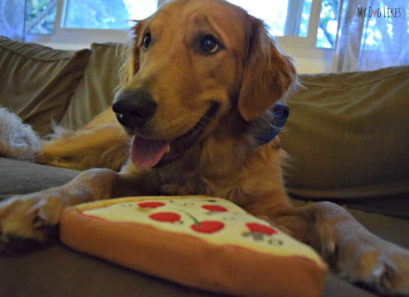 Charlie can't believe he has his very own PrideBites Pizza! Click here for our full PrideBites dog toy review!