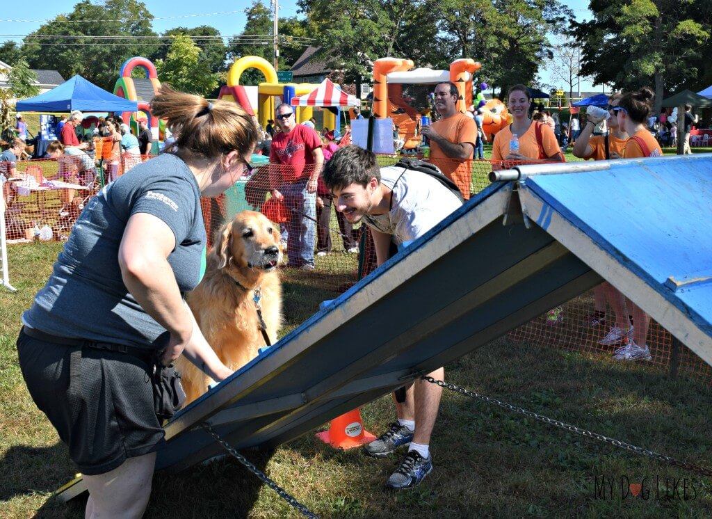 Harley attempting the A-Frame Dog Obstacle on Lollypop Farm's agility course