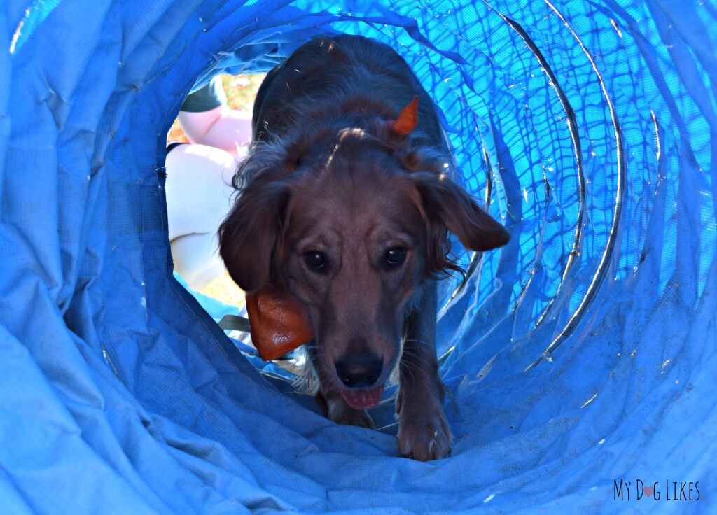 Charlie making his way through the dog tunnel obstacle on the agility course