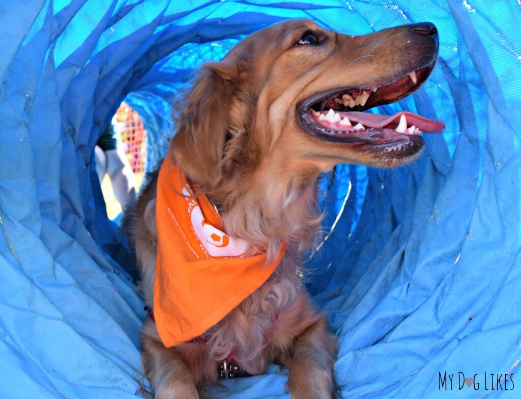 Charlie taking a break halfway through the dog tunnel obstacle