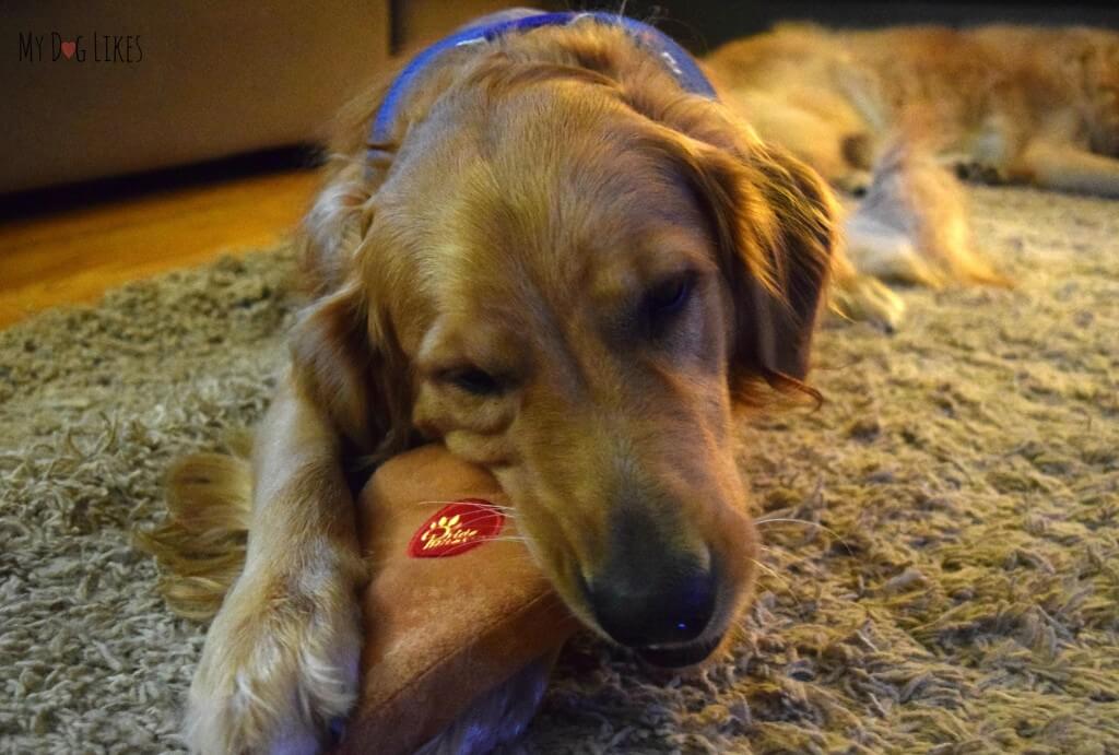 Charlie chewing on a ne wPridebites dog toy. This toy has the perfect combination of toughness and softness!