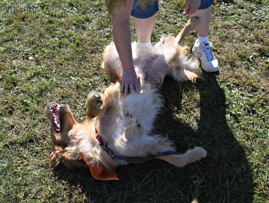 Charlie managing to get some belly rubs at Lollypop Farm's Barktober Fest