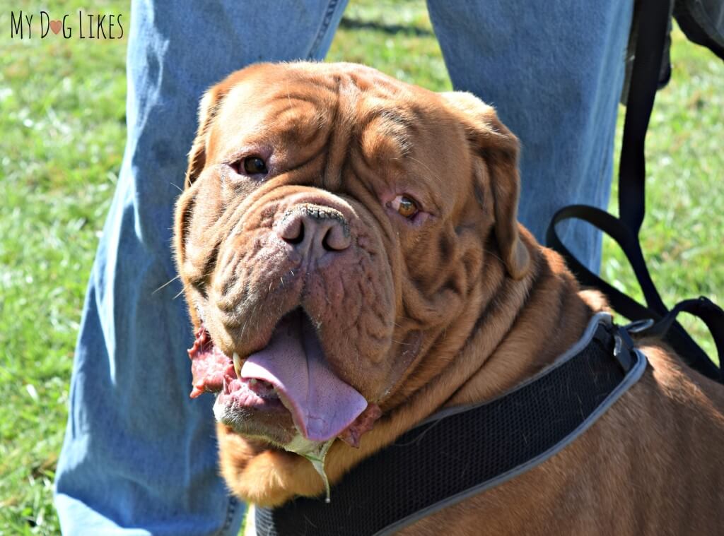 Spotting some fantastic dog wrinkles at Lollypop Farm's Barktober Fest