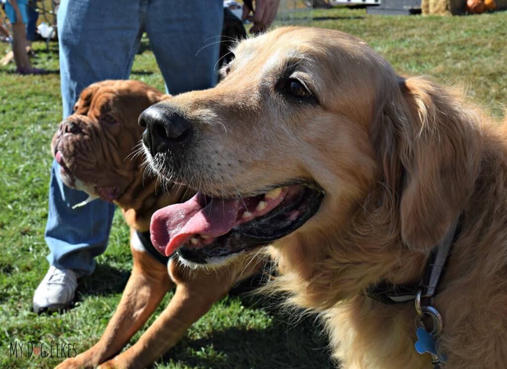 Harley is full of big smiles at Lollypop Farm's Barktober Fest