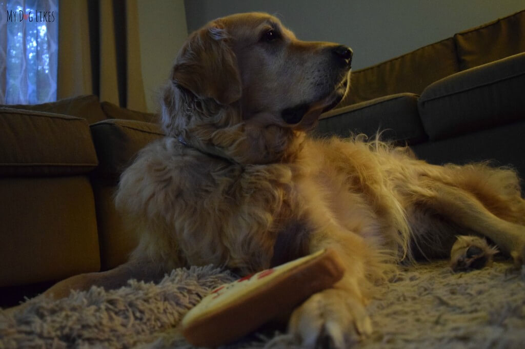 Harley can't believe that he actually has a chance to play with his new Pridebites dog toy!