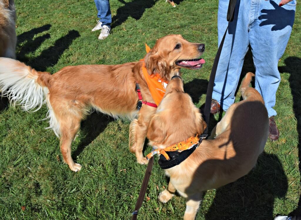 Charlie making friends at Lollypop Farm's Barktober Fest