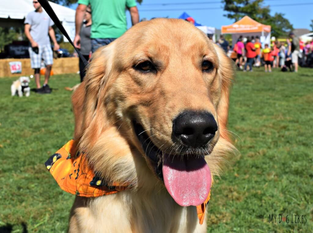 Harley and Charlie met lots of Golden Retriever friends at Barktober Fest