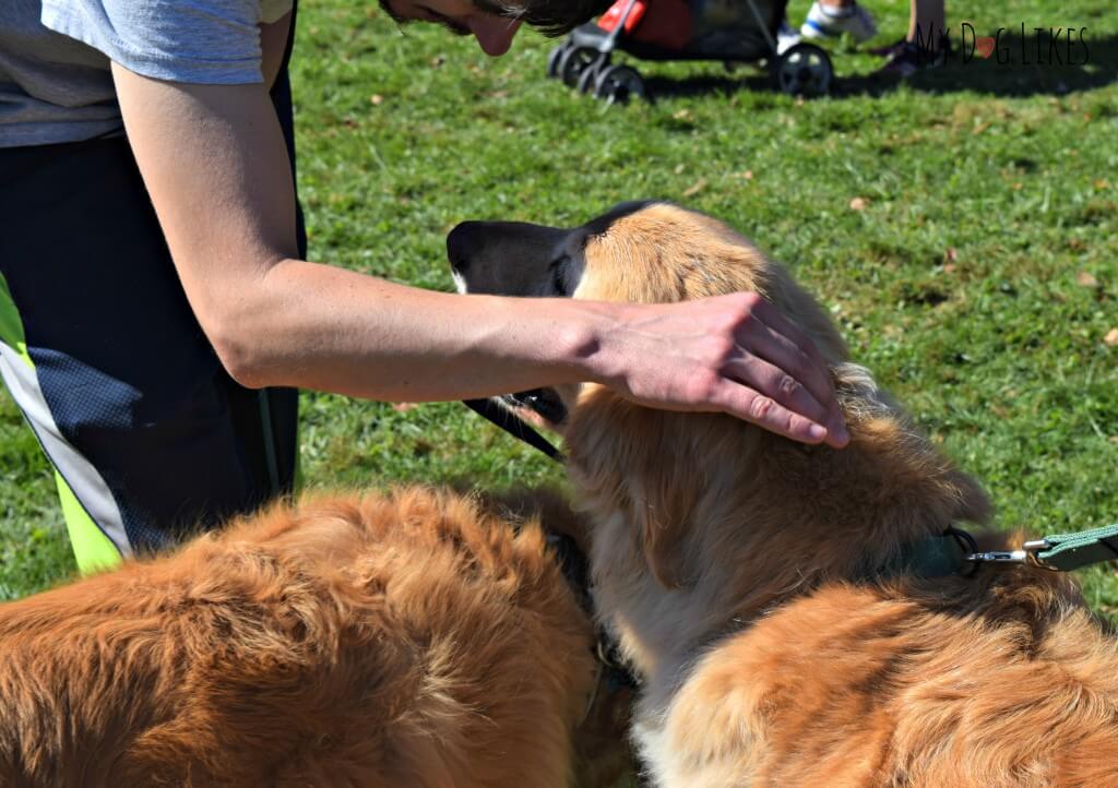 Meeting some new Golden friends at Lollypop Farm's Barktober Fest