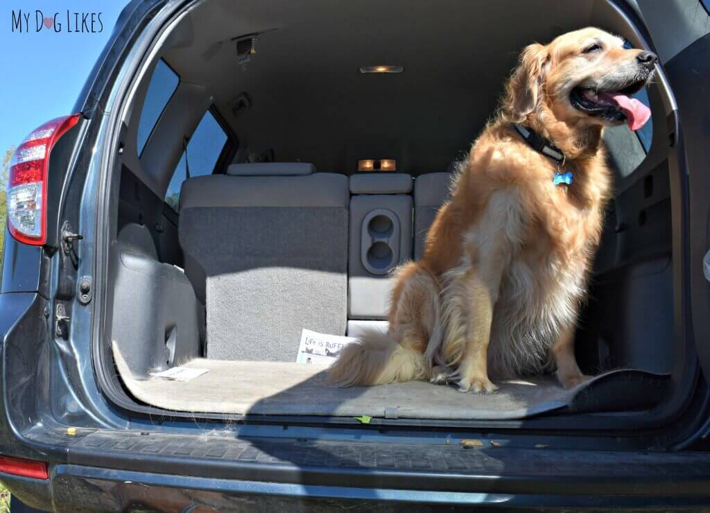 Harley is excited to finally arrive at Lollypop Farm's Barktober Fest!