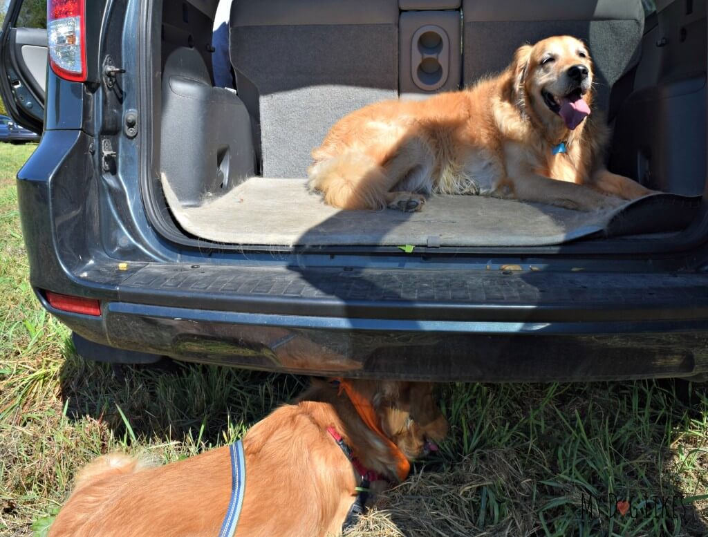 Charlie is not ready to leave as we are headed out from Lollypop Farm's Barktoberfest!