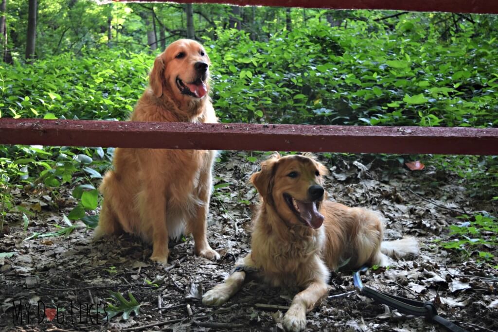 Our Golden Retrievers Harley and Charlie on the Woodchip Trail at Corbett's Glen in Rochester, NY