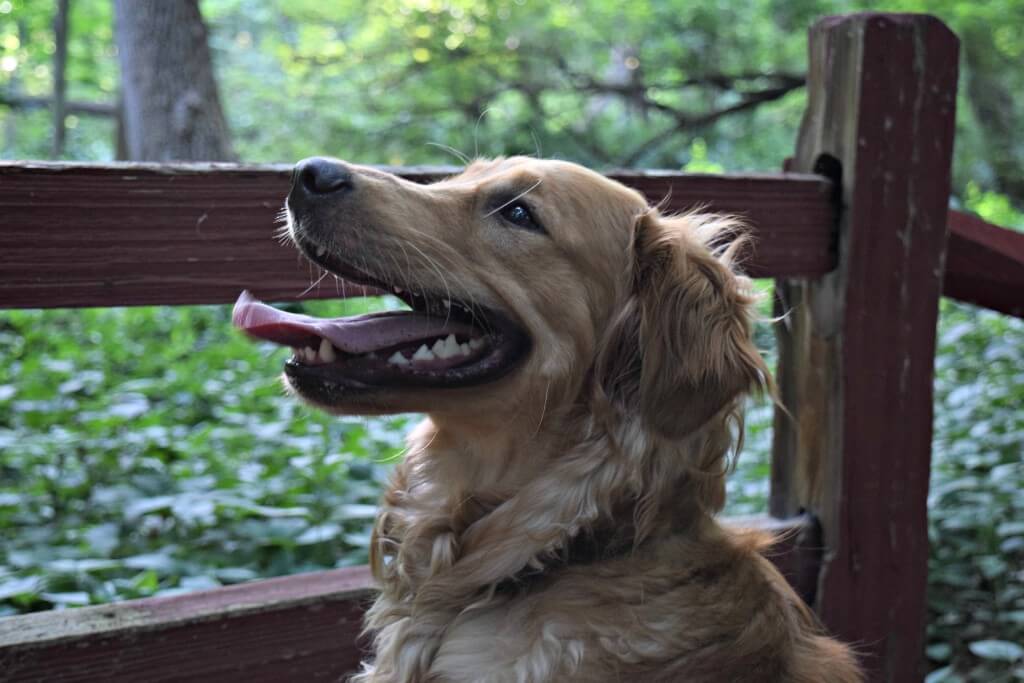 Charlie on the Woodchip Trail at Corbett's Glen in Rochester, NY