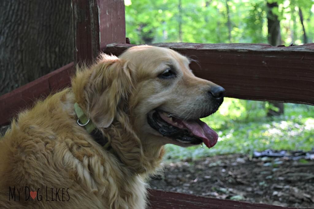 Harley posing on the Woodchip Trail at Corbett's Glen in Rochester, NY