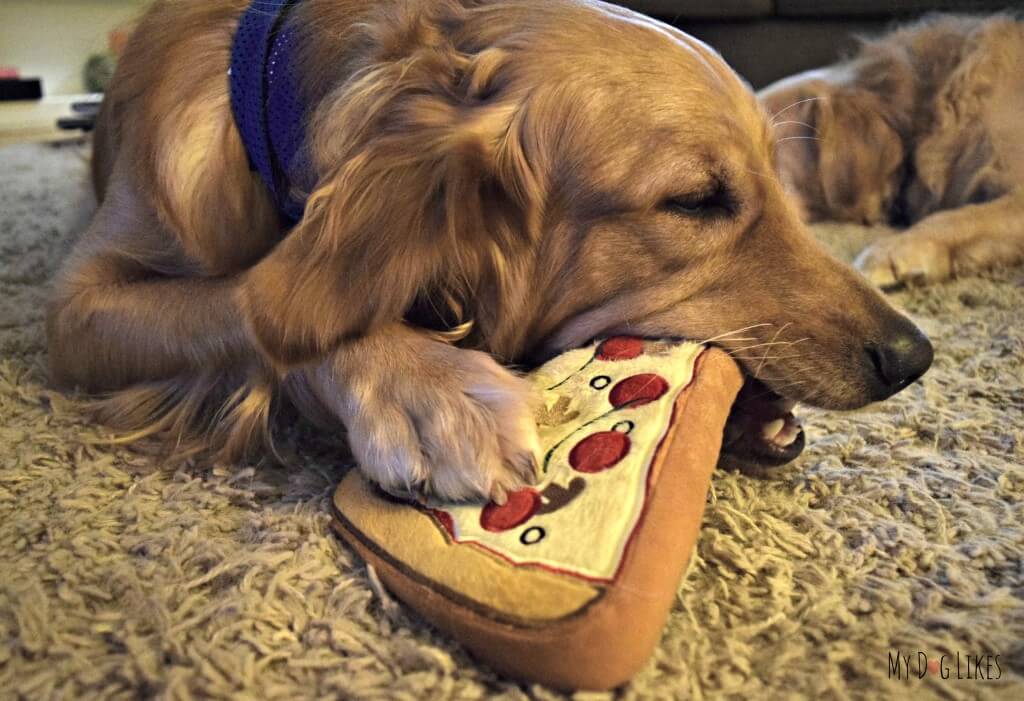 Charlie having a great time mouthing his PrideBites Pizza dog toy for our PrideBites review