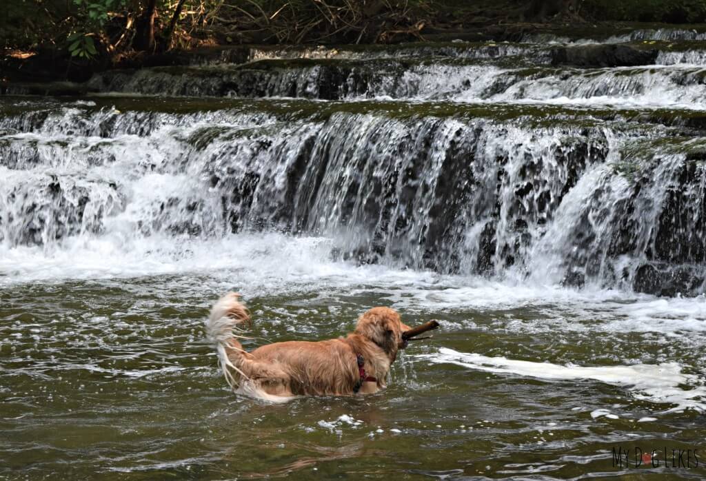 Charlie playing in Allen's Creek below Postcard Falls. This is one of several waterfalls at Corbett's Glen in Rochester, NY.
