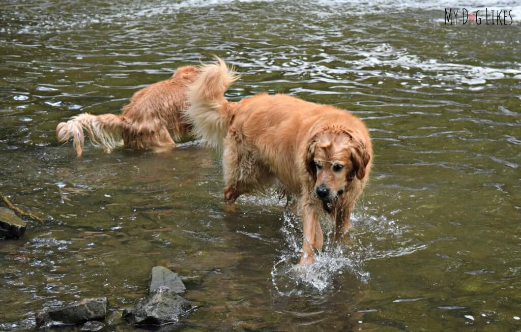 Harley pulling rocks out of Allen's Creek at Corbett's Glen