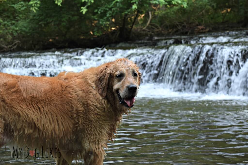 Our Golden Retriever Harley below Postcard Falls at Corbett's Glen. This is one of several beautiful waterfalls in the Rochester, NY park.