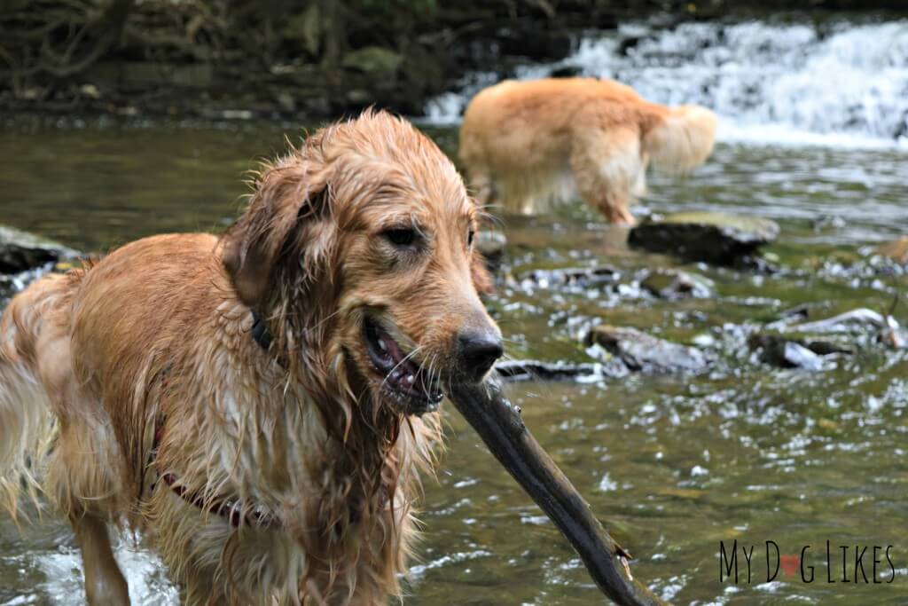 Harley and Charlie playing in Allen's Creek at Corbett's Glen