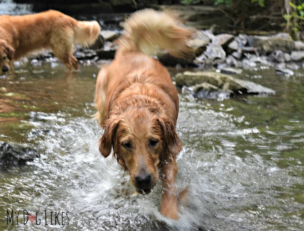 The dogs splashing around in Allen's Creek at Corbett's Glen