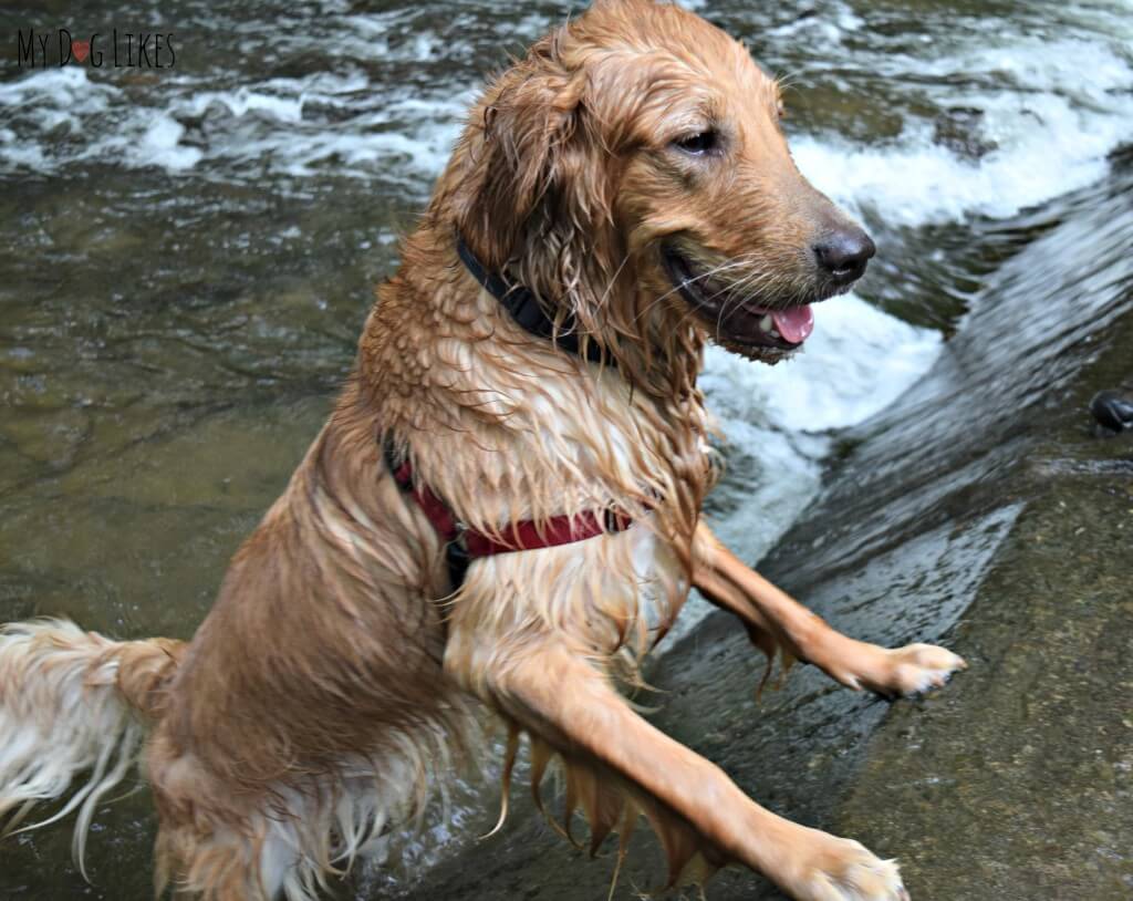 Charlie playing in Allen's Creek at Corbett's Glen