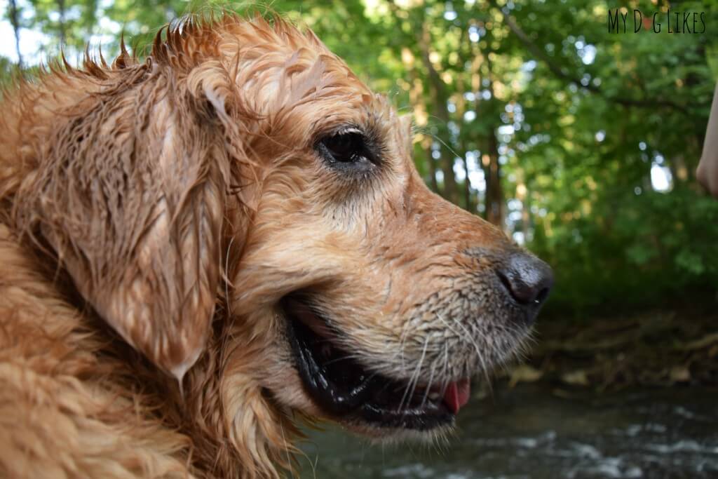 Harley is a wet dog after taking a swim at Corbett's Glen
