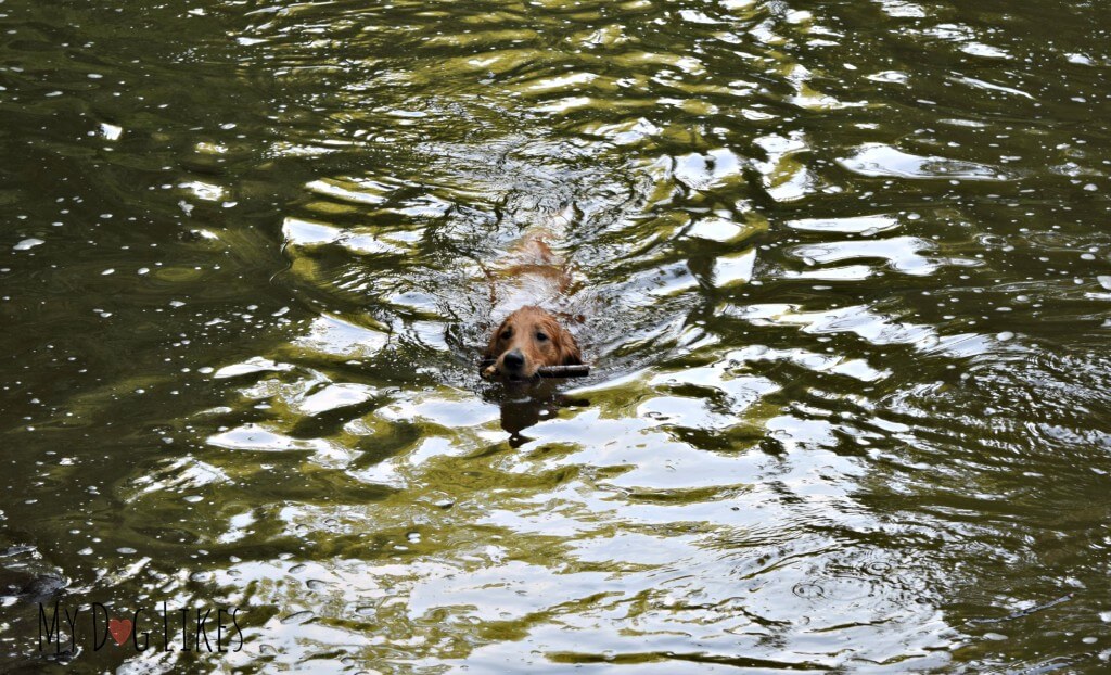 Charlie at the Corbett's Glen Swimming Hole. This is where he learned how to swim!