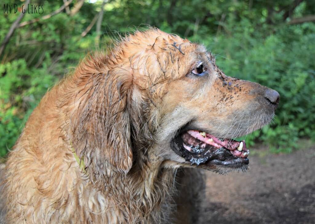 Harley is one dirty dog after a swim and a roll in the dirt at Corbett's Glen!