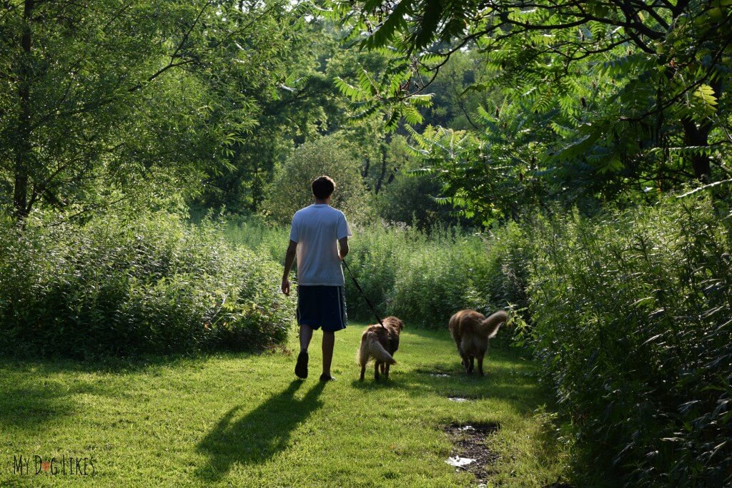Strolling through the fields of Corbett's Glen with Harley and Charlie