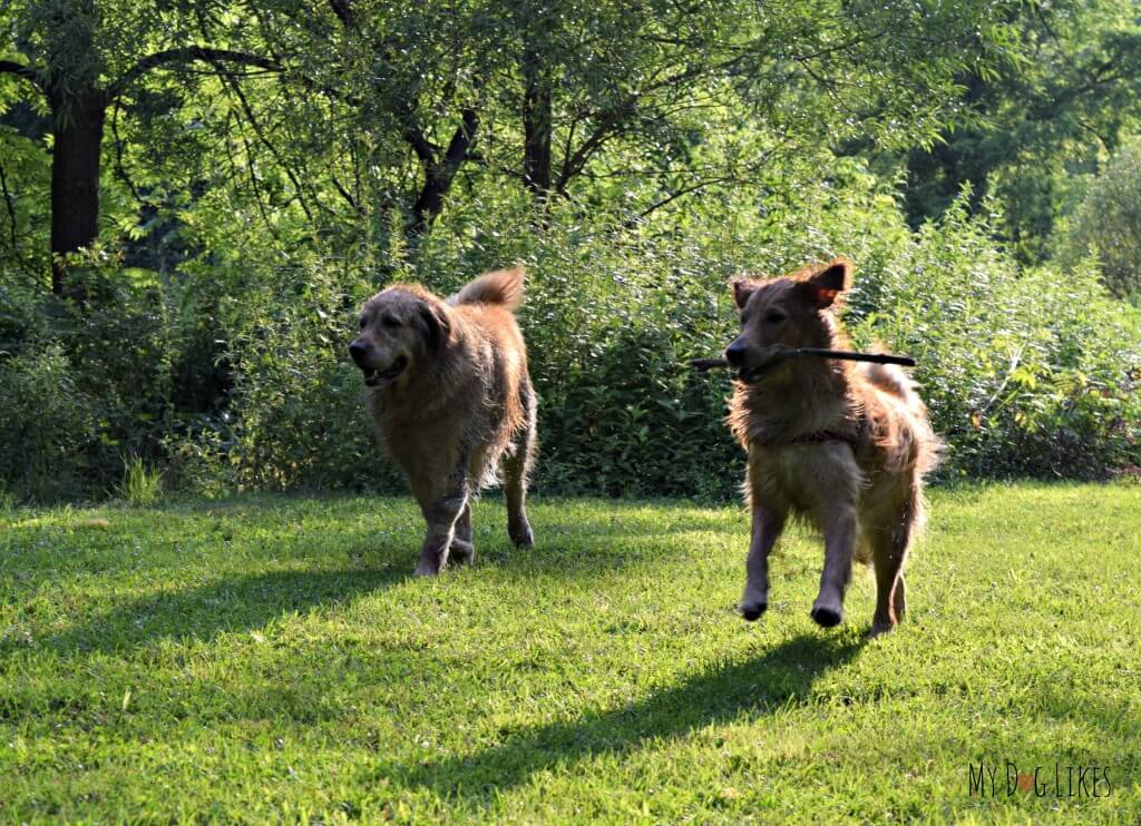 Harley and Charlie frolicking in the fields of Corbett's Glen