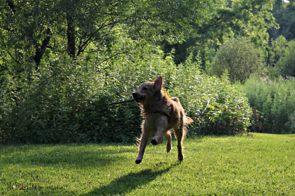 Our Golden Retriever Charlie playing with a stick