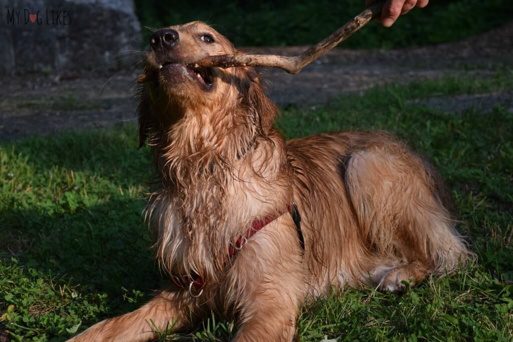 Charlie does not want to give up his stick! Enjoying a great day at Corbett's Glen in Rochester, NY.