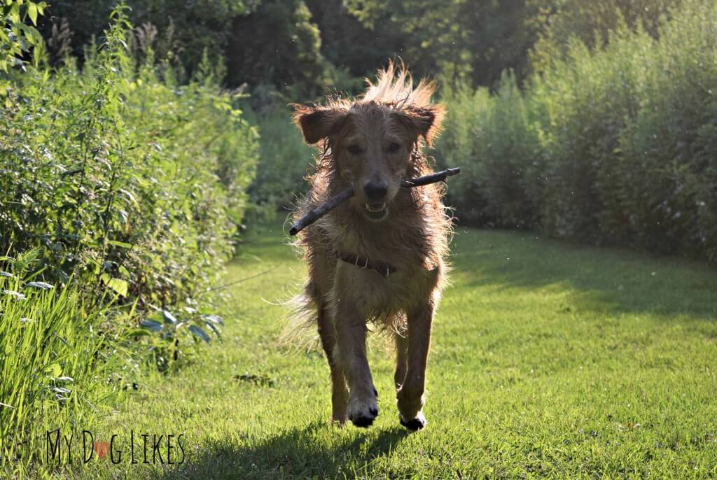 Charlie retrieving a stick at Corbett's Glen Nature Park