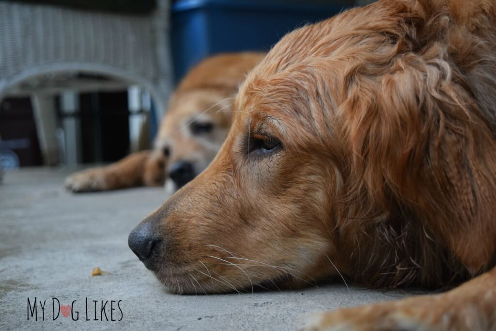 Harley and Charlie exhausted after a hike and swim at Corbett's Glen