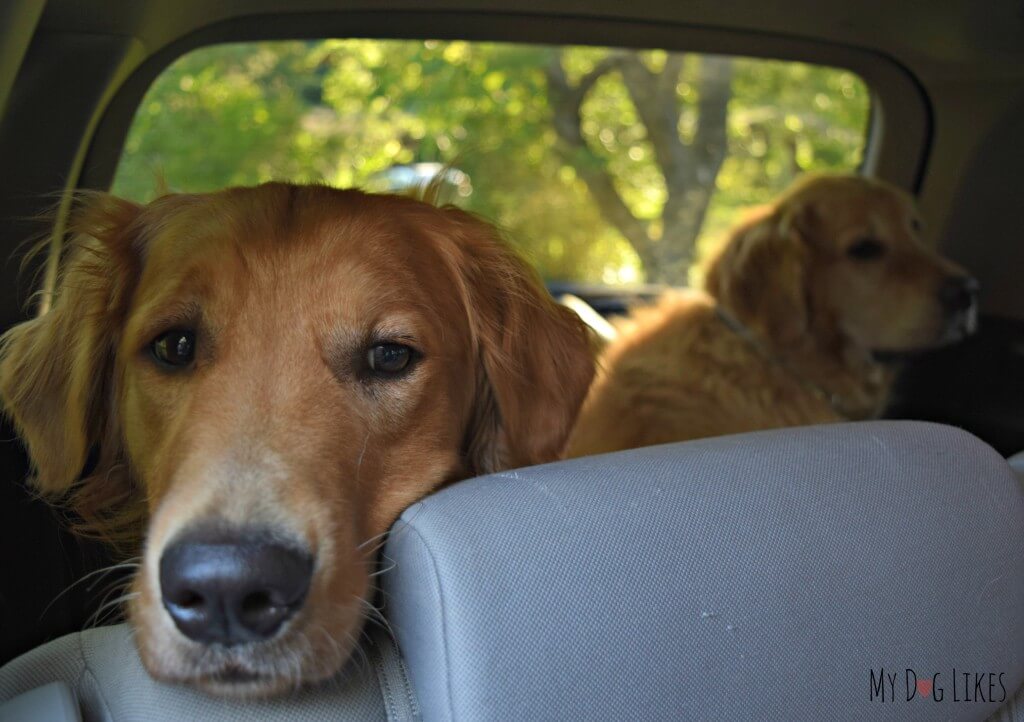 Our Golden Retrievers Harley and Charlie on the start of our road trip!