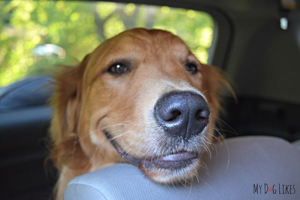 A smiling Charlie is excited to embark on a weekend road trip