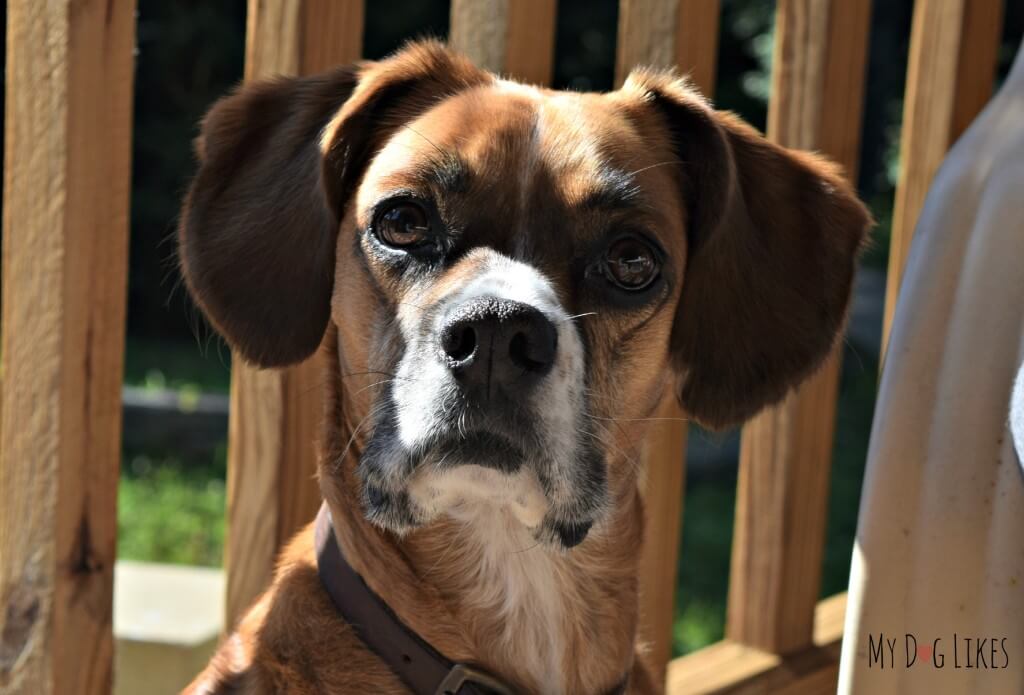 Harley and Charlies cousin Mia, a boxer cocker spaniel mix
