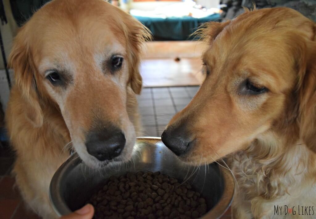 Harley and Charlie taking a whiff of Natures Variety Kibble with Raw Boost