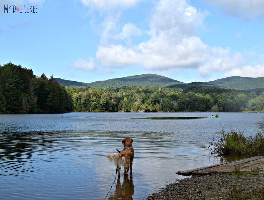 Our Golden Retriever Charlie wading into Colton Pond near Killington, Vermont