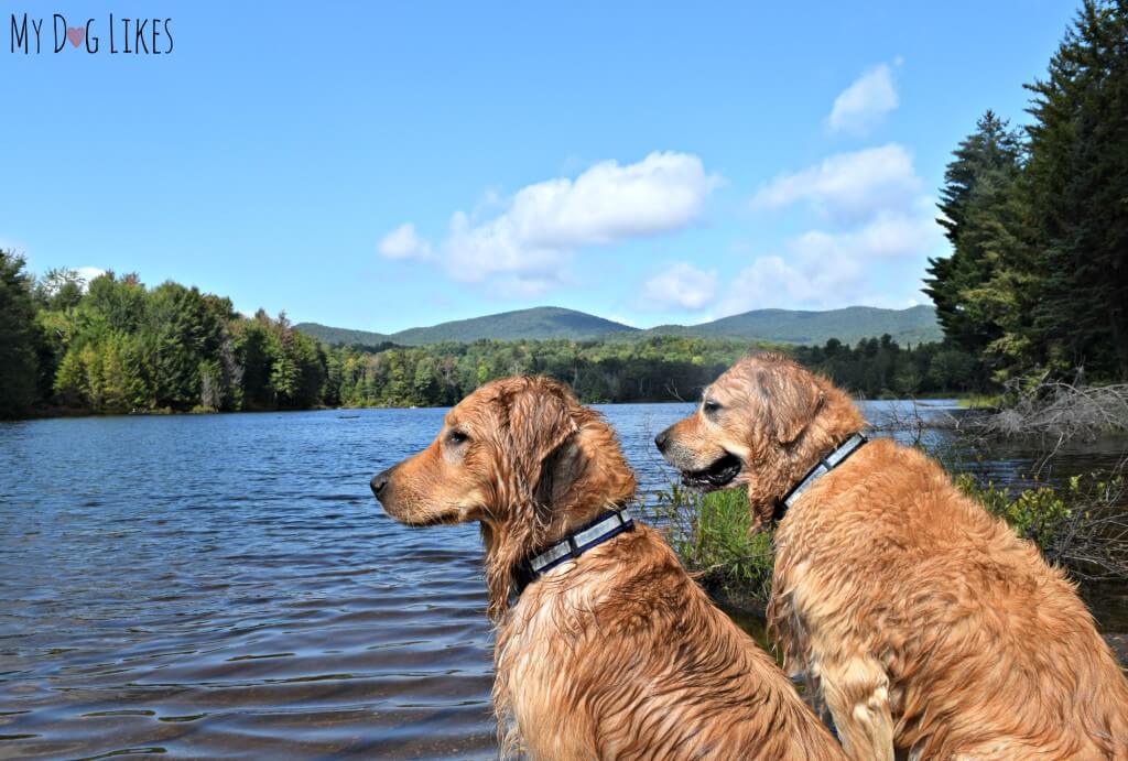 Harley and Charlie overlooking Colton Pond in Killington Vermont