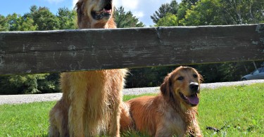 The dogs feeling refreshed after a swim in Colton Pond near Killington, Vermont