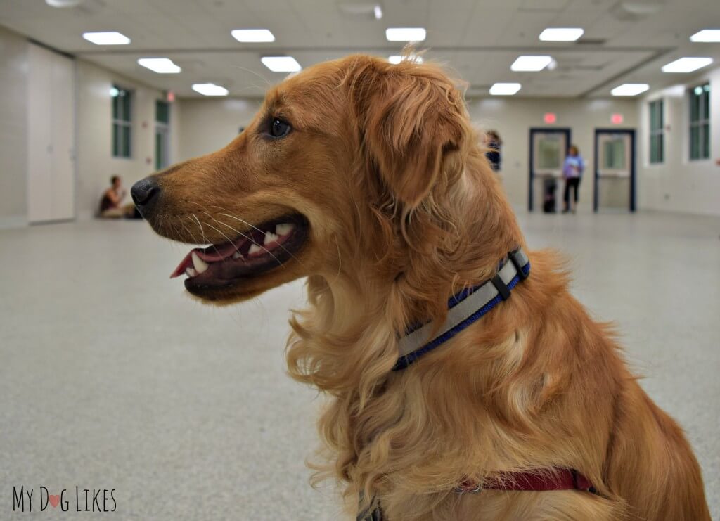 Charlie has been attending Lollypop Farm Training Classes. Here he is admiring their beautiful training facility.