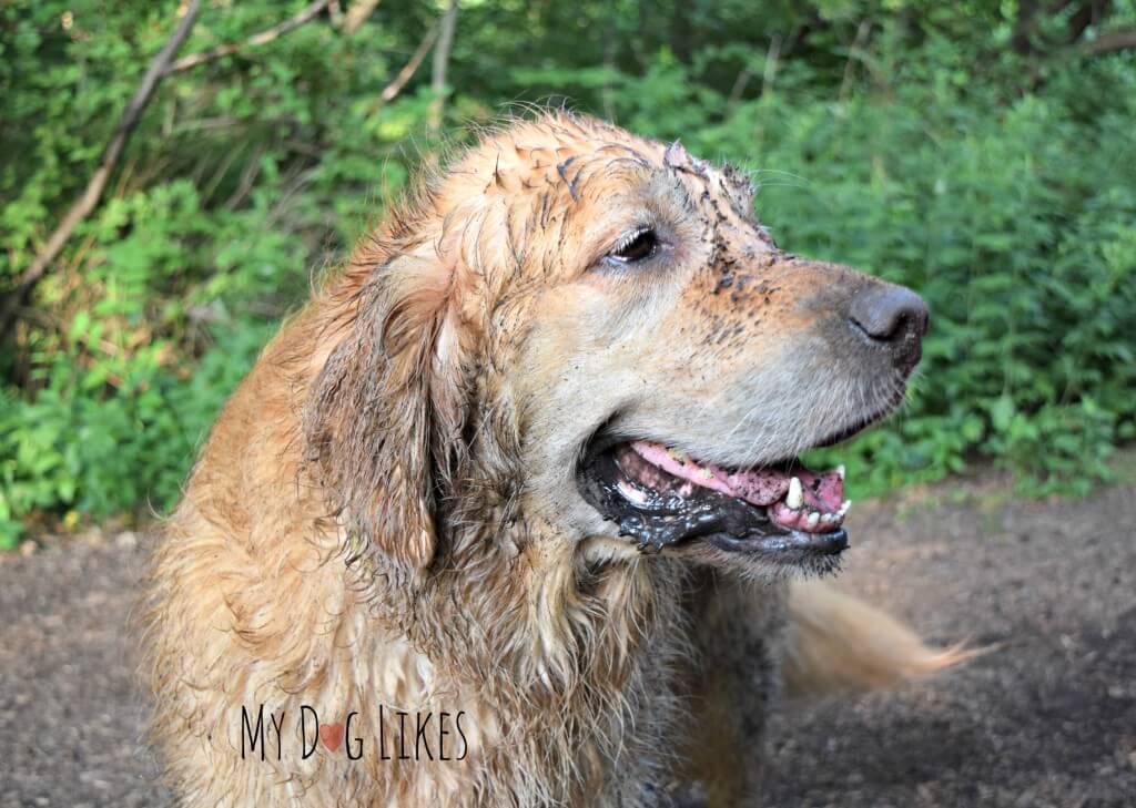 Harley is one dirty dog after a swim and roll at Corbett's Glen