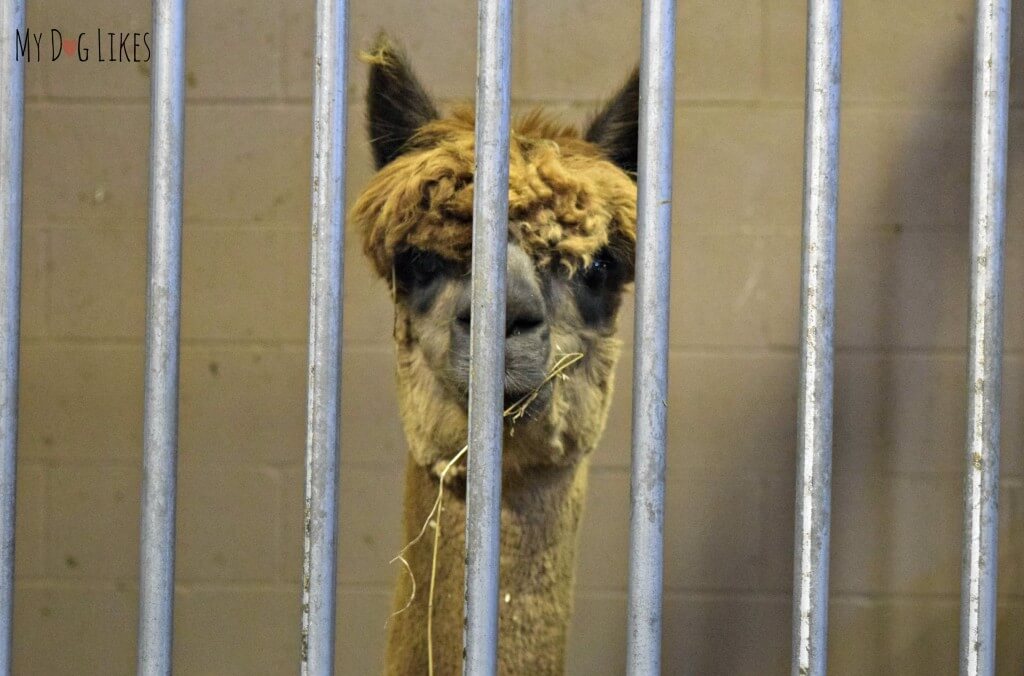 A llama at Lollypop Farm in Rochester, NY