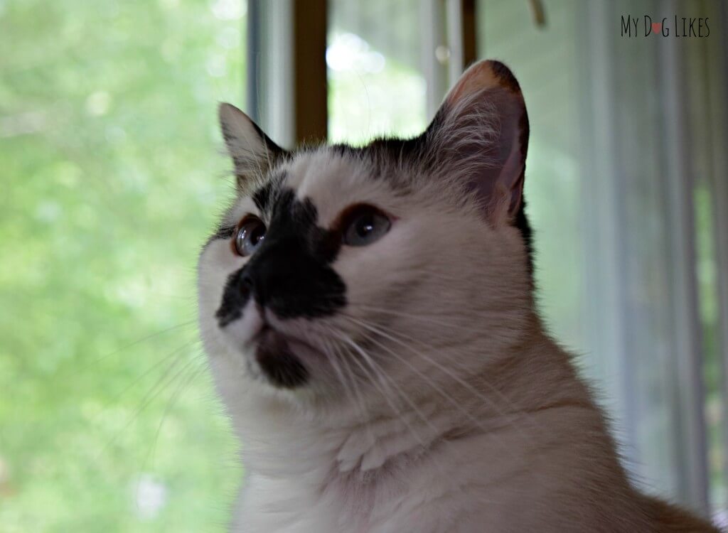 Our cat Lucas, who we adopted from Lollypop Farm in Rochester, NY