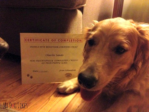 Charlie is a new graduate of Paws-I-Tive Behavior teen puppy class!