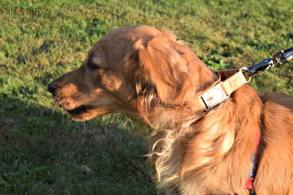 Charlie giving the ALU dog collar a good pull test!